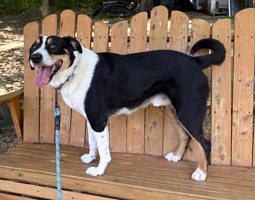 CLARK, an adoptable Entlebucher in Pegram, TN, 37143 | Photo Image 4