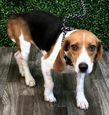 Enlarge Gabriella, a ADOPTABLE Beagle in Media, PA image 2/4