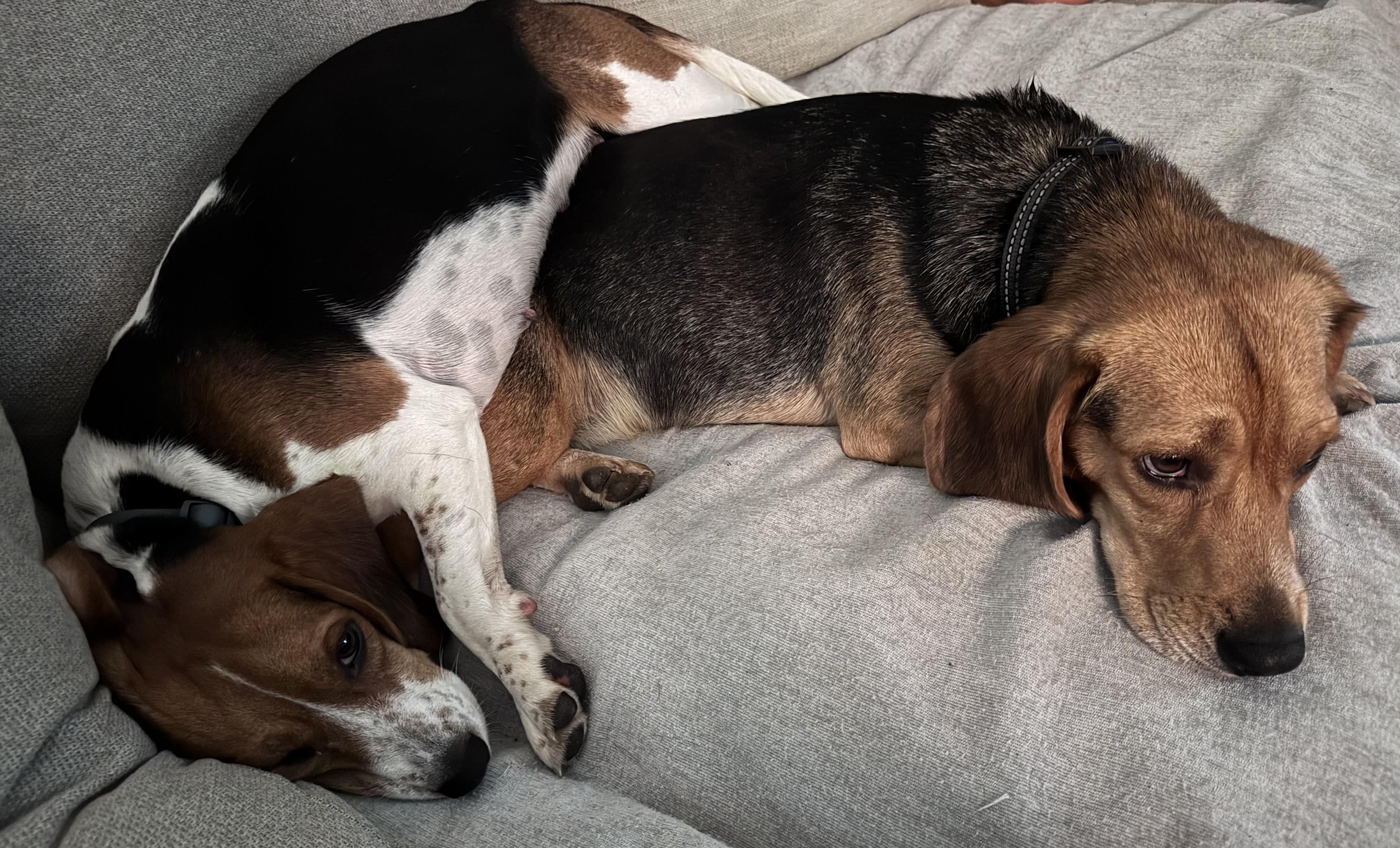 Enlarge Gabriella, a ADOPTABLE Beagle in Media, PA image 4/4