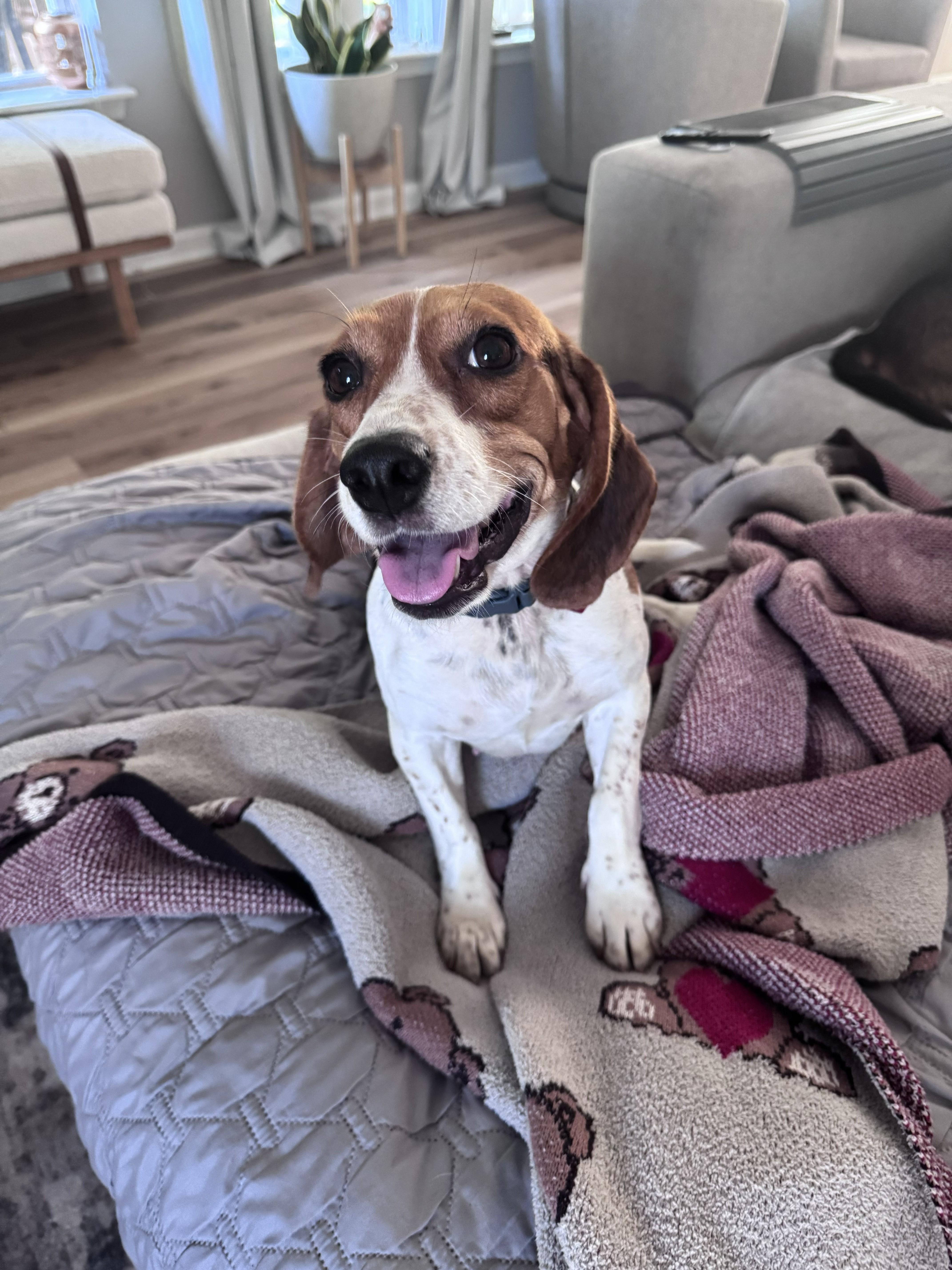 Enlarge Gabriella, a ADOPTABLE Beagle in Media, PA image 1/4