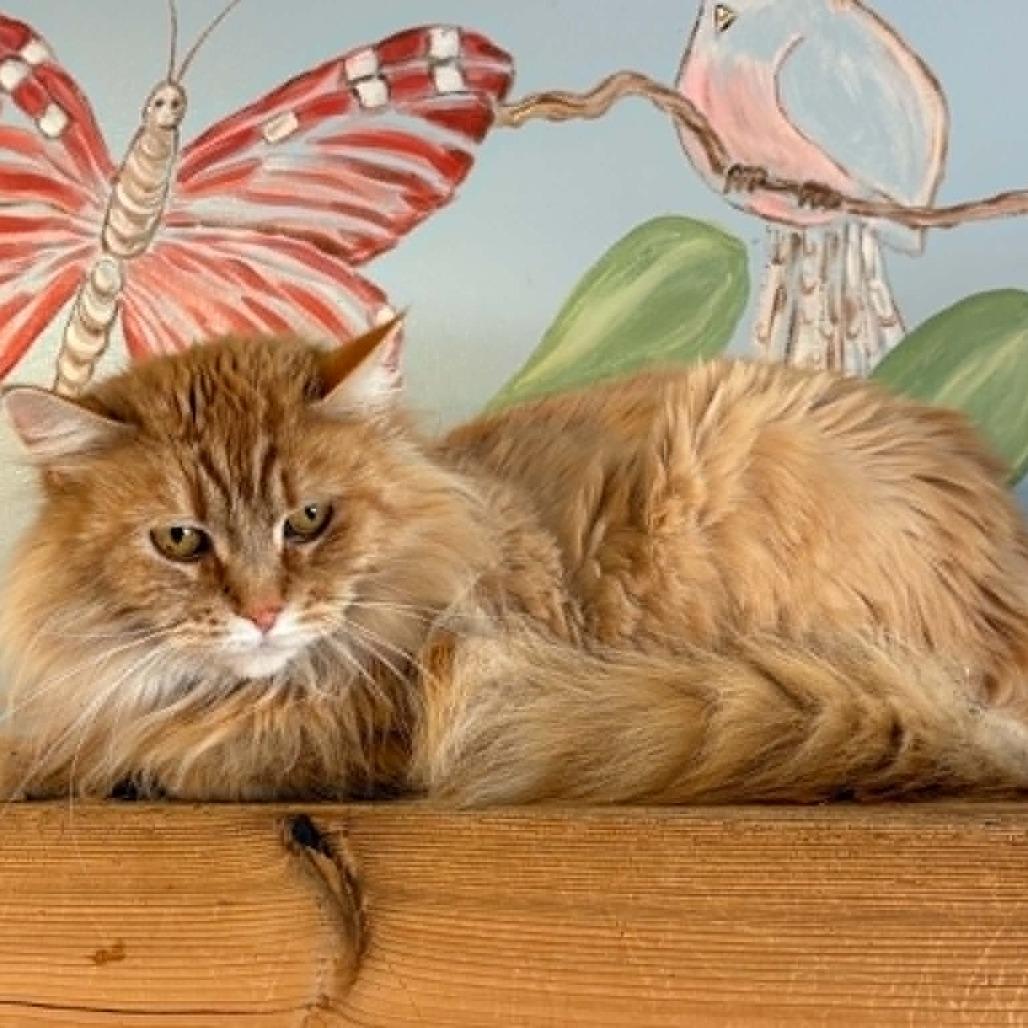 Sasha C26-040, Adoptable, Adult Female Domestic Long Hair.