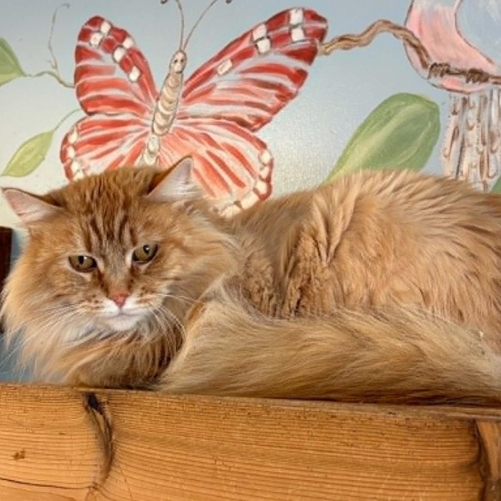 Enlarge Sasha C26-040, a Adoptable Domestic Long Hair in Elbow Lake, MN image 2/2