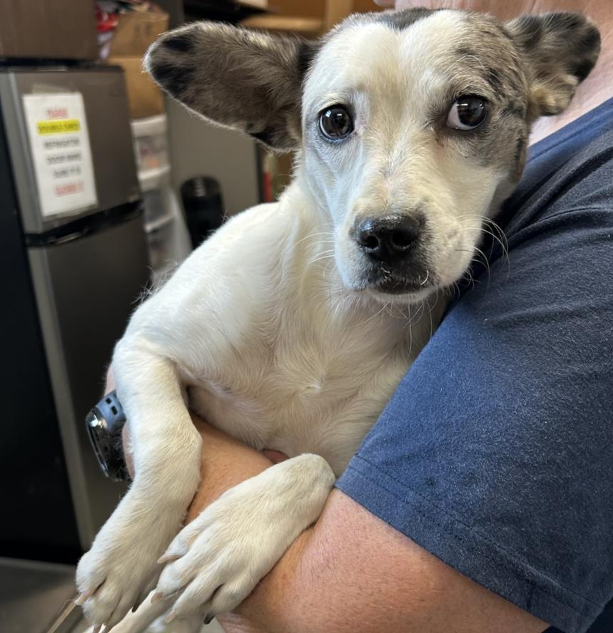 Enlarge OREO, a Adoptable mixed breed in Olivehurst, CA image 1/1