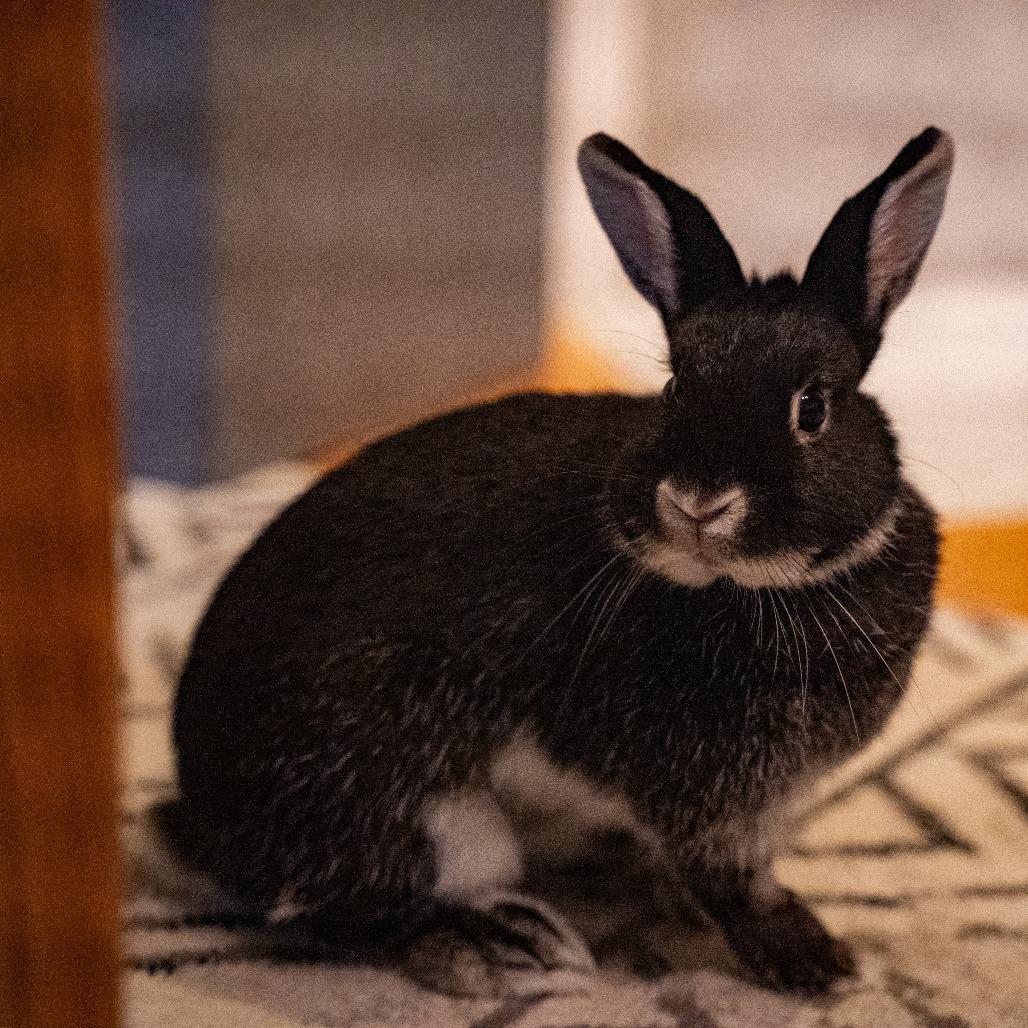 Pippa, Adoptable, Young Female Silver Marten.