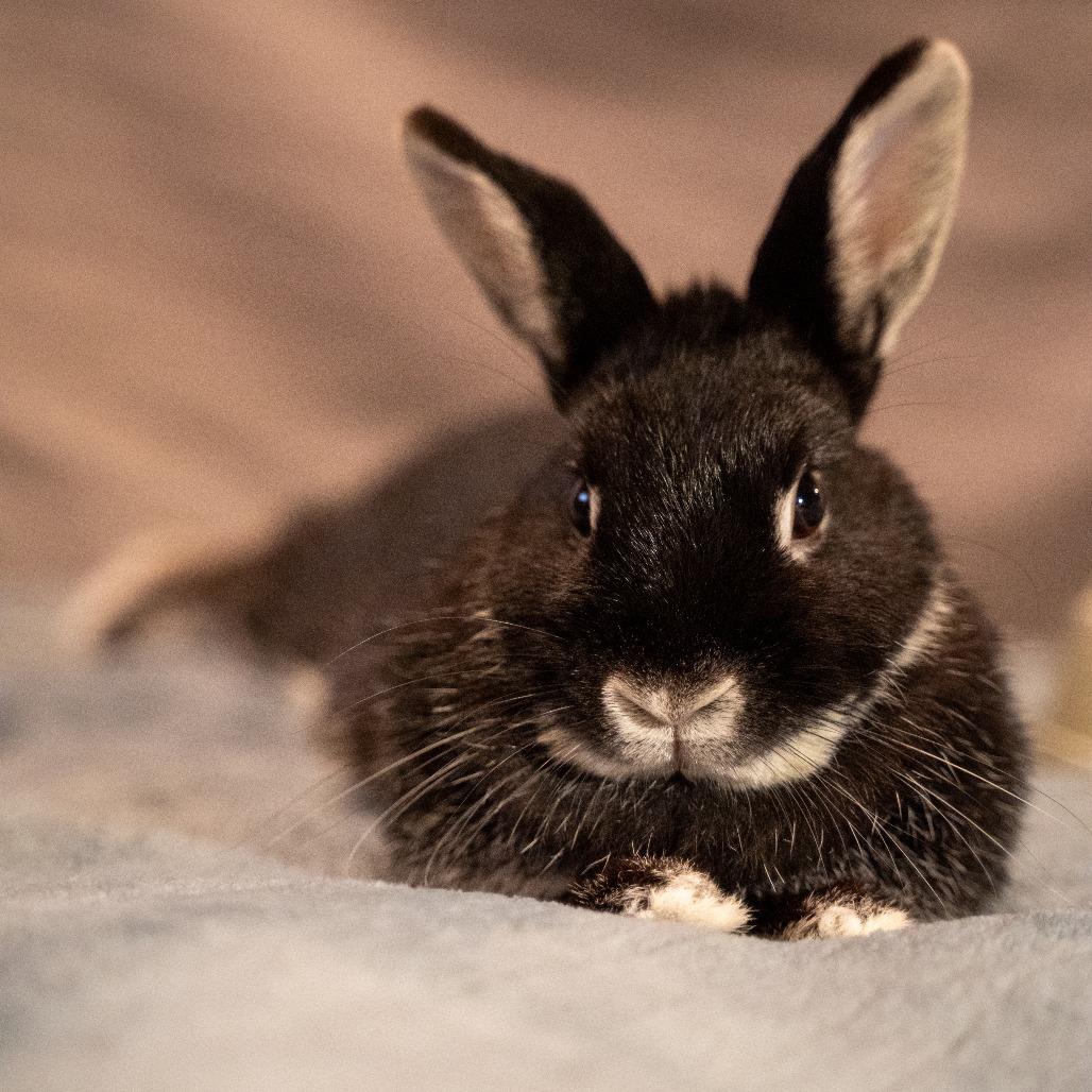 Enlarge Pippa, a Adoptable Silver Marten in Portland, OR image 2/6