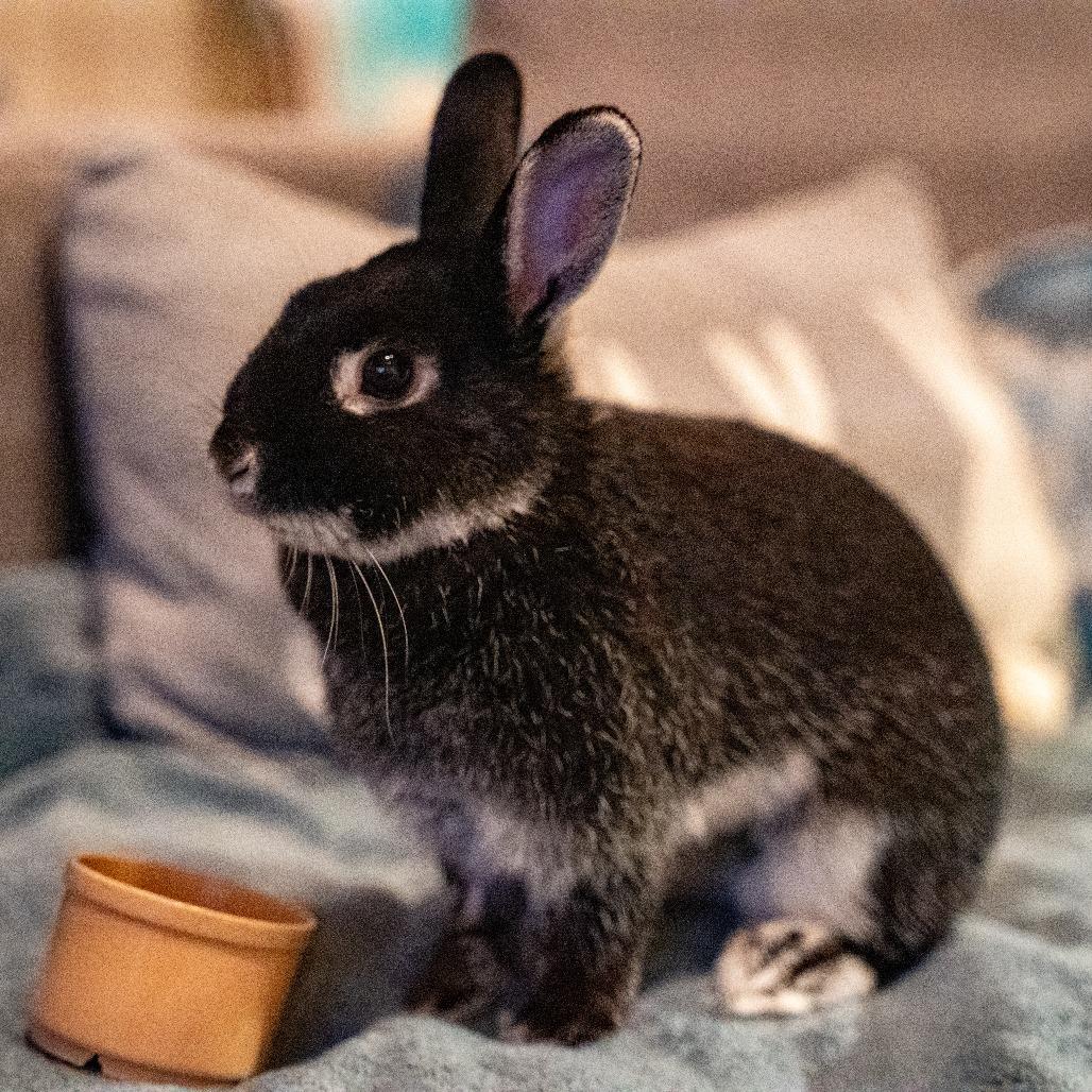 Enlarge Pippa, a Adoptable Silver Marten in Portland, OR image 5/6