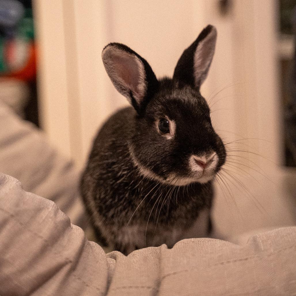 Enlarge Pippa, a Adoptable Silver Marten in Portland, OR image 6/6