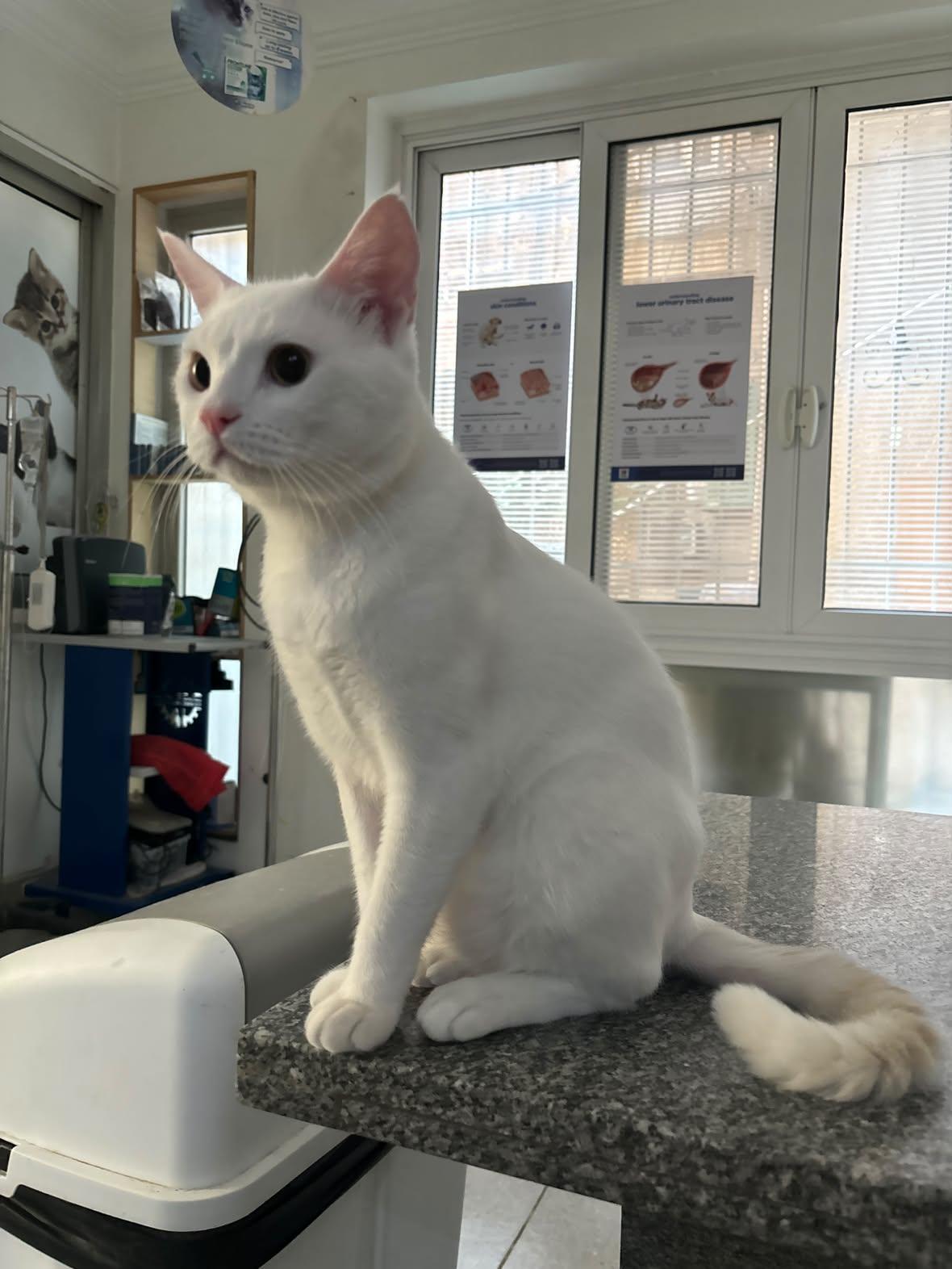Enlarge Simba - A Sweet Boy with a gentle heart, a Adoptable mixed breed in North York, ON image 3/3