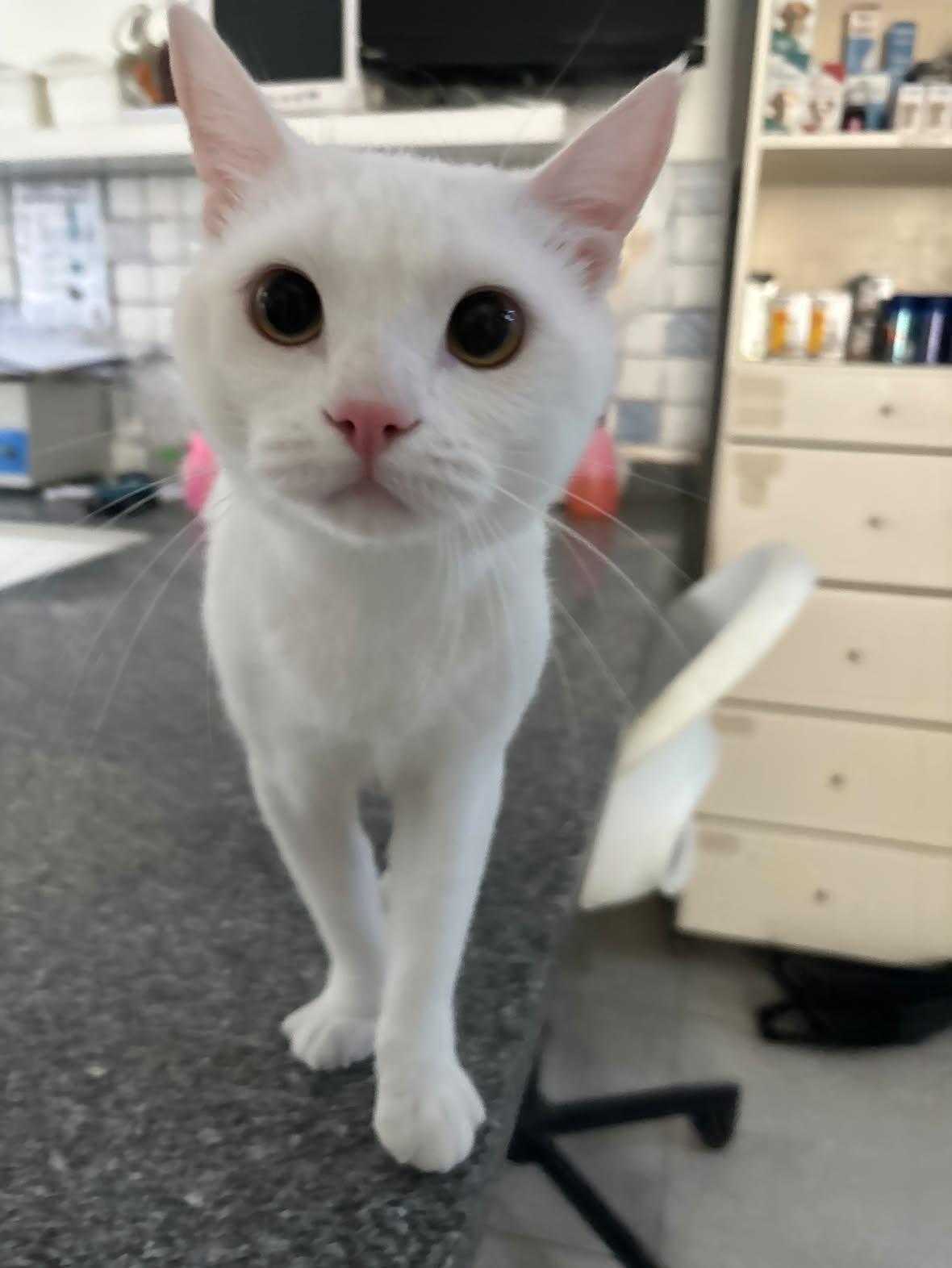 Enlarge Simba - A Sweet Boy with a gentle heart, a Adoptable mixed breed in North York, ON image 1/3