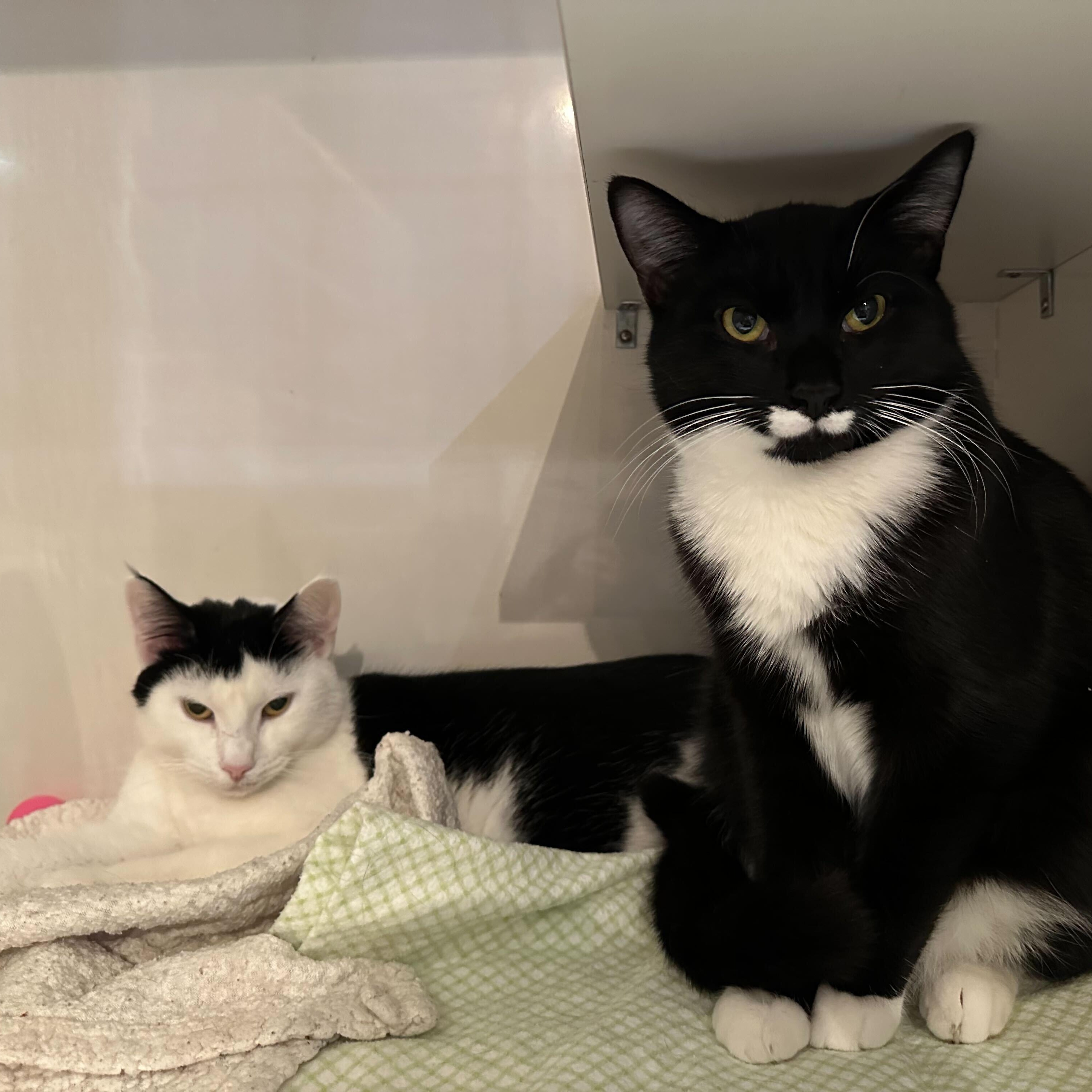 Enlarge Jamie (bonded to Nicky Noodle), an adopted Domestic Short Hair in East Brunswick, NJ image 4/5