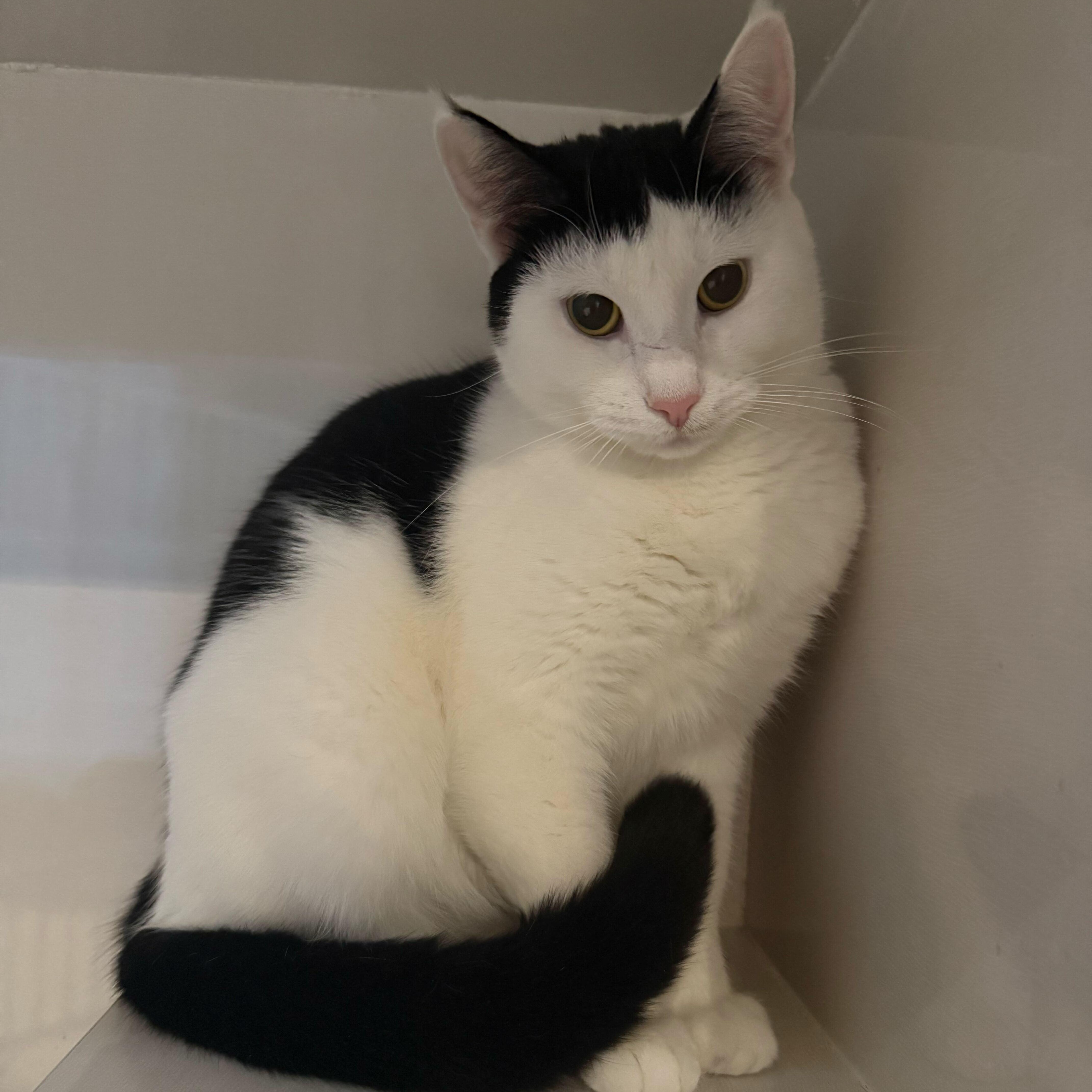 Enlarge Jamie (bonded to Nicky Noodle), an adopted Domestic Short Hair in East Brunswick, NJ image 2/5