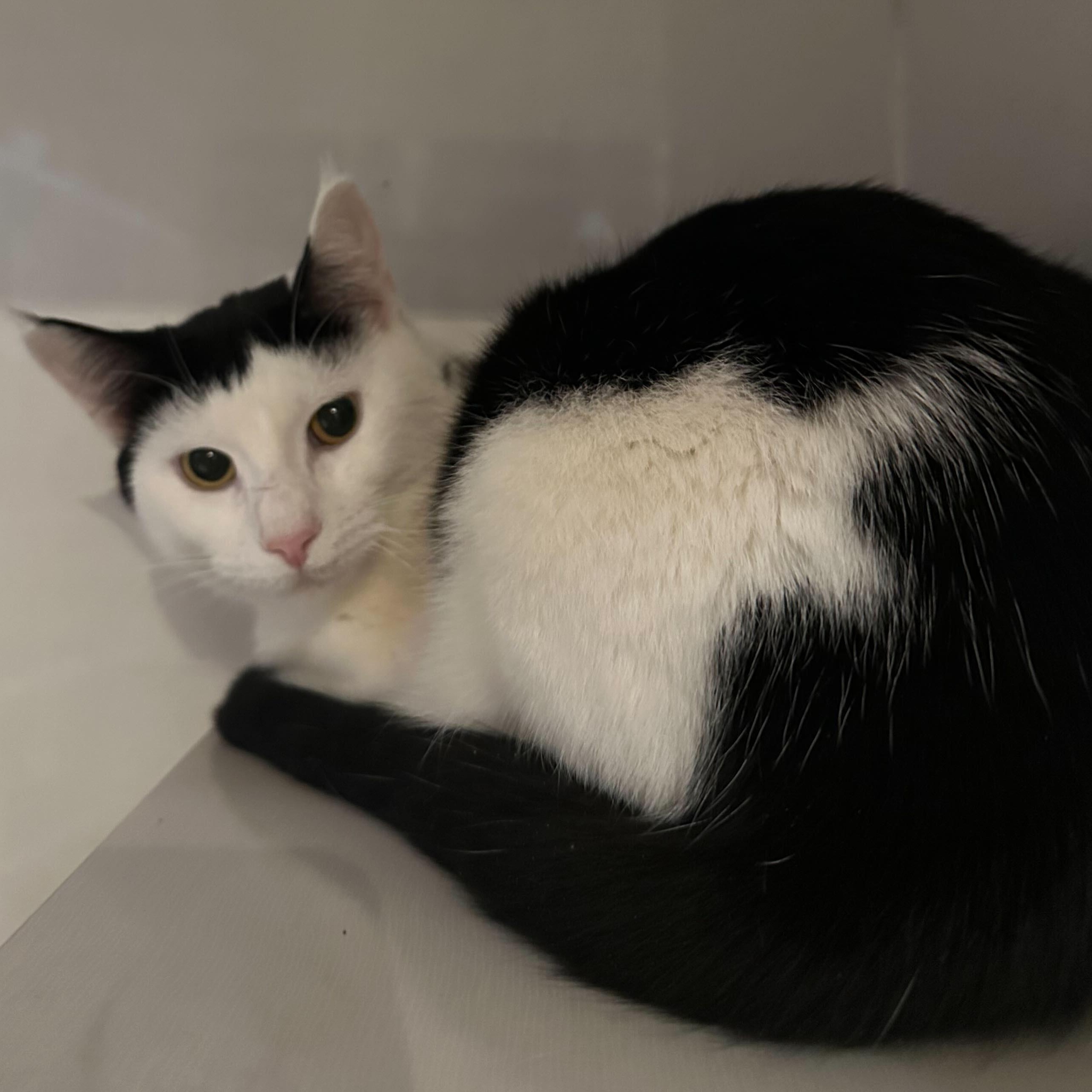 Enlarge Jamie (bonded to Nicky Noodle), an adopted Domestic Short Hair in East Brunswick, NJ image 3/5