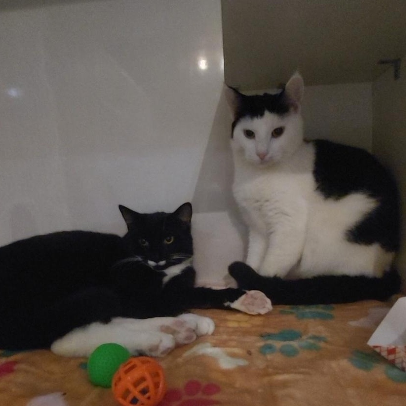 Enlarge Jamie (bonded to Nicky Noodle), an adopted Domestic Short Hair in East Brunswick, NJ image 5/5