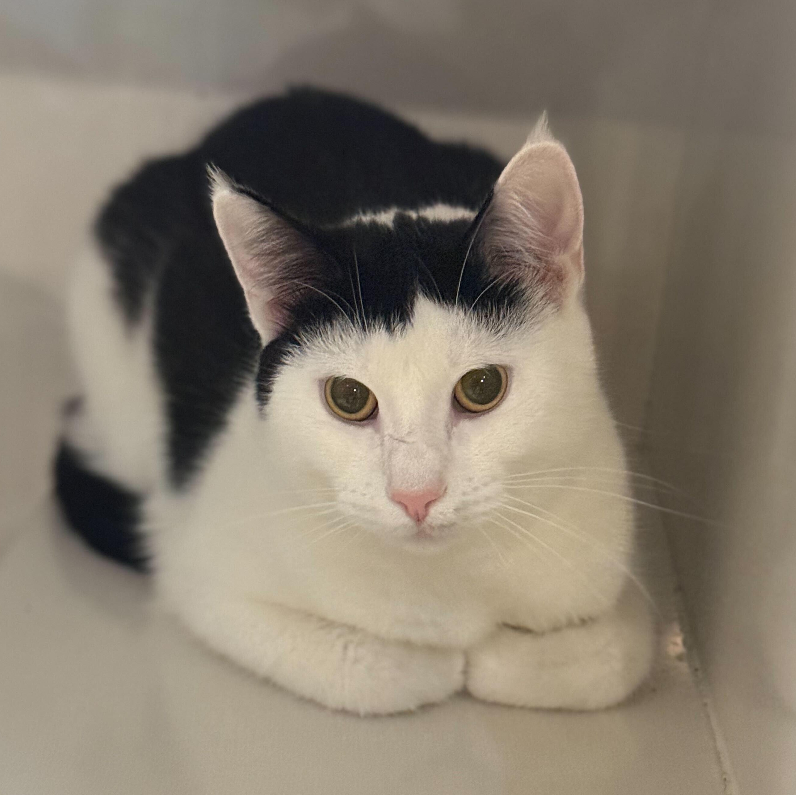 Enlarge Jamie (bonded to Nicky Noodle), an adopted Domestic Short Hair in East Brunswick, NJ image 1/5