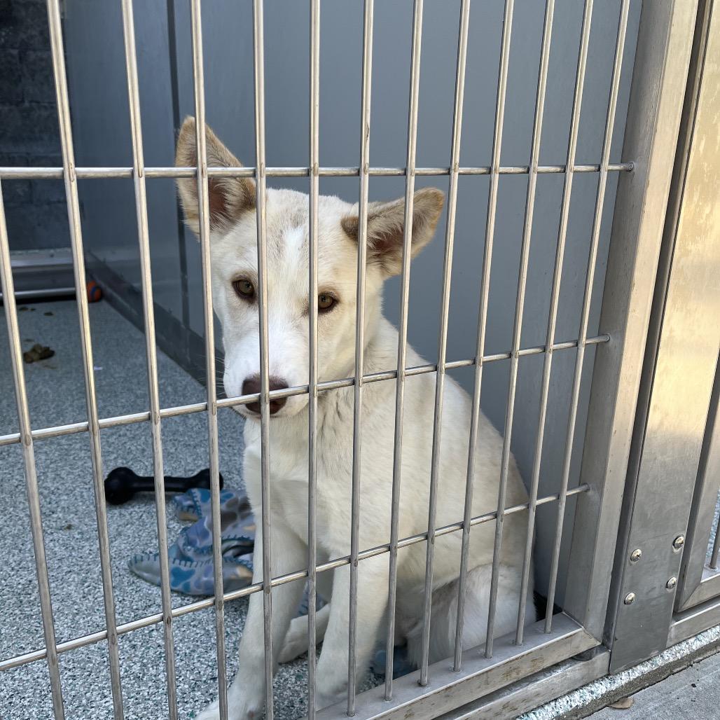 Bobsled, Adoptable, Puppy Female Husky.