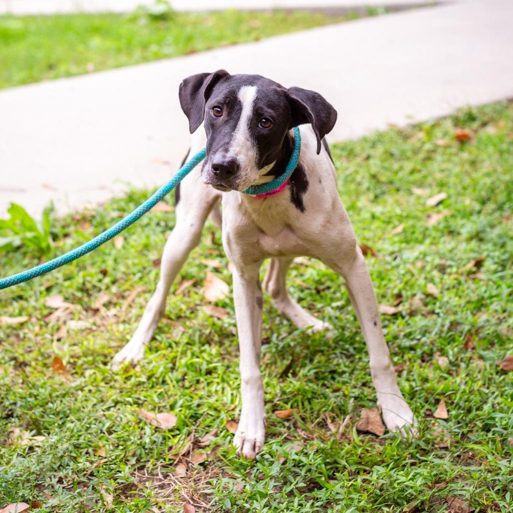Enlarge Noble Lady, a Adoptable mixed breed in Hattiesburg, MS image 1/2
