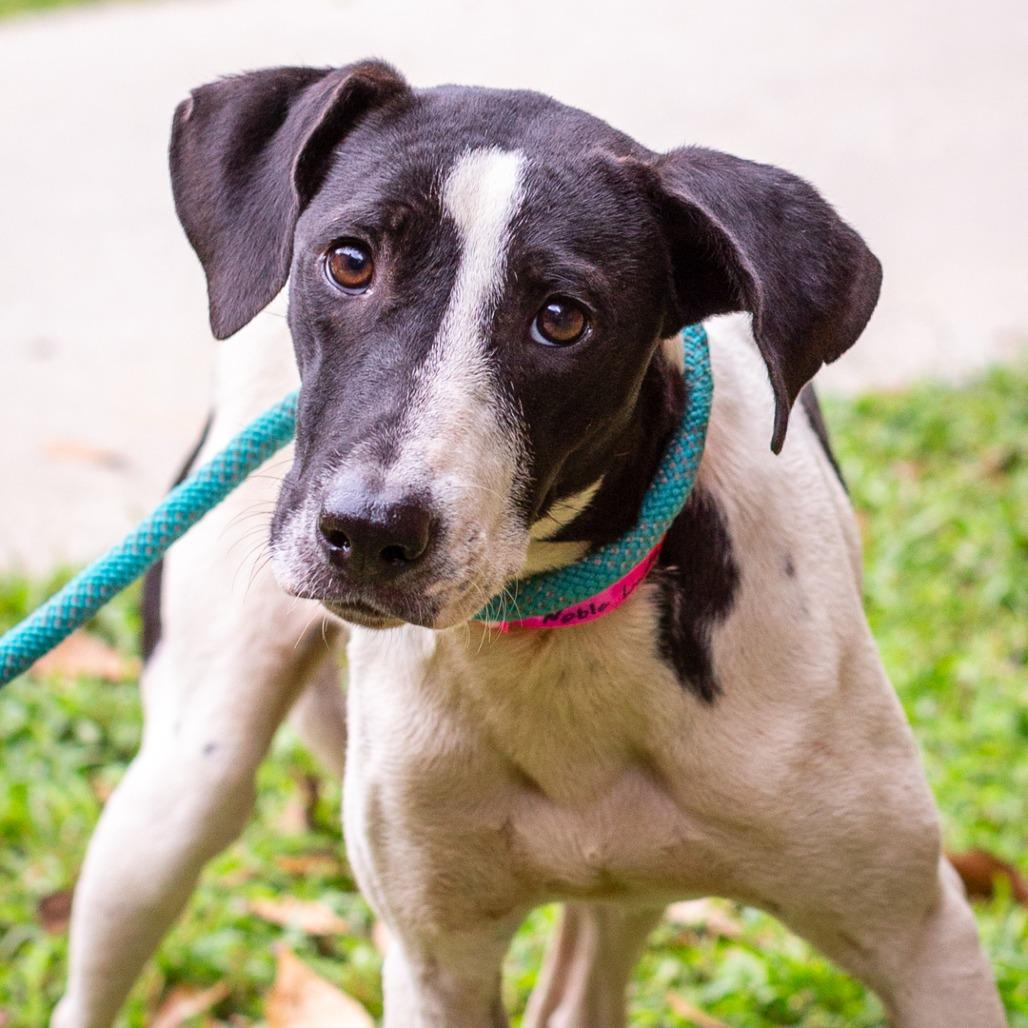 Enlarge Noble Lady, a Adoptable mixed breed in Hattiesburg, MS image 2/2