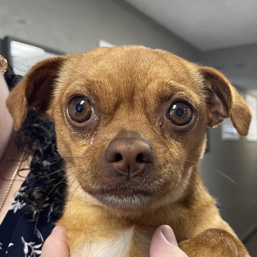 Enlarge Cinnamon/Ruby, a Adoptable Chihuahua in Green Forest, AR image 1/1