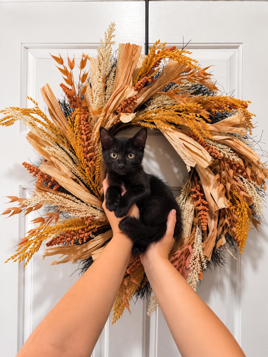 Enlarge Poppy -100.00, a Adoptable Domestic Short Hair in Goodyear, AZ image 1/1