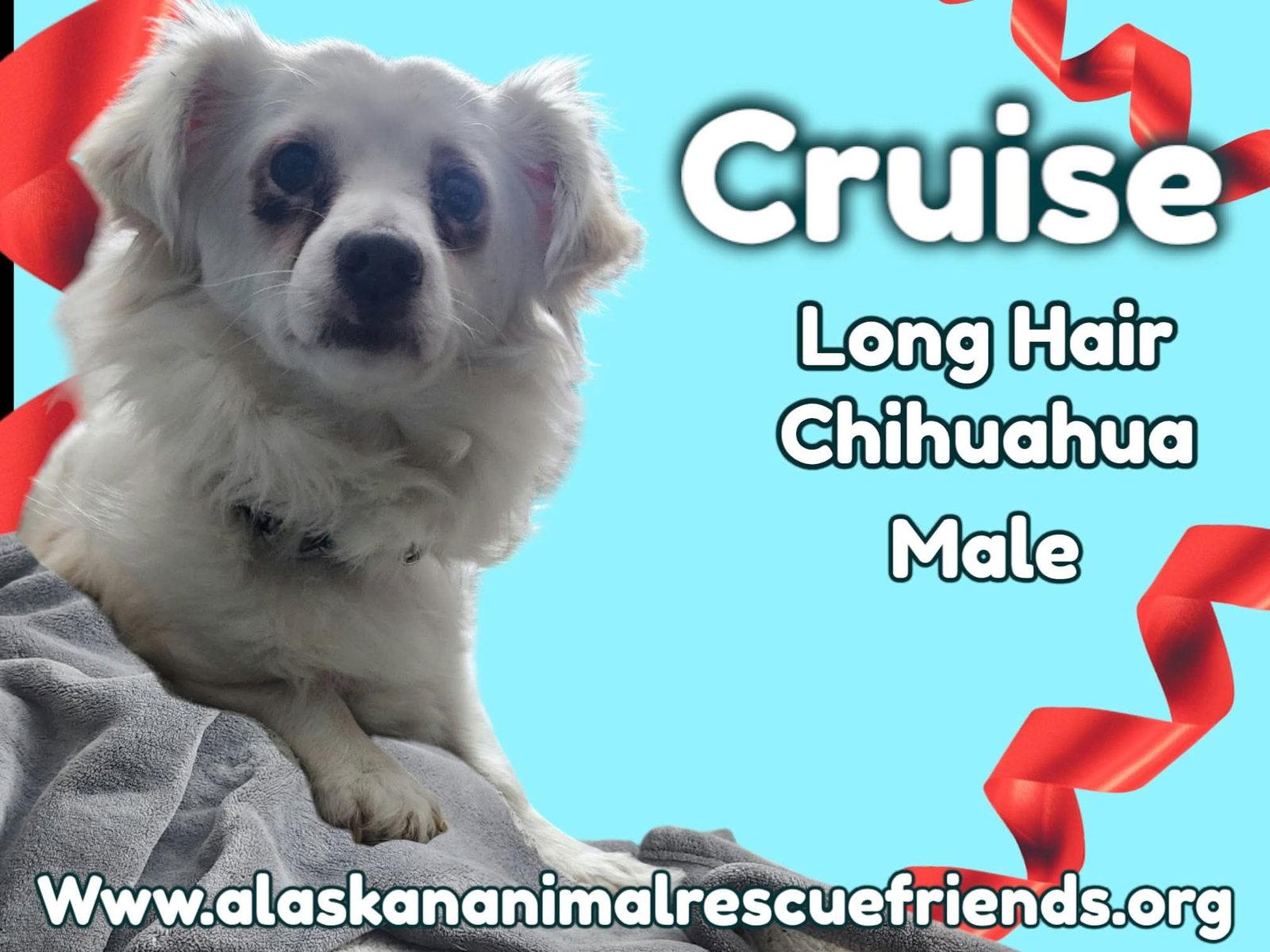 Enlarge Cruz, a Adoptable mixed breed in Anchorage, AK image 1/1