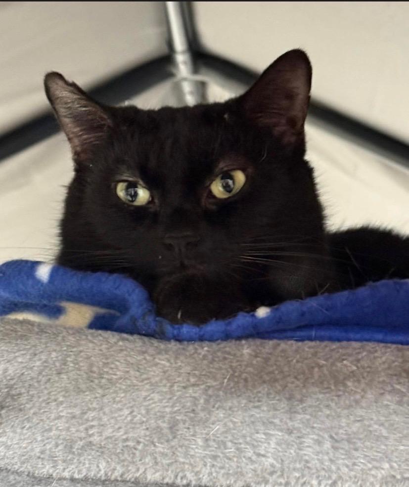 Enlarge Queen Starkiss @ Family Farm & Home in Flat Rock, a Adoptable mixed breed in Wyandotte, MI image 6/6