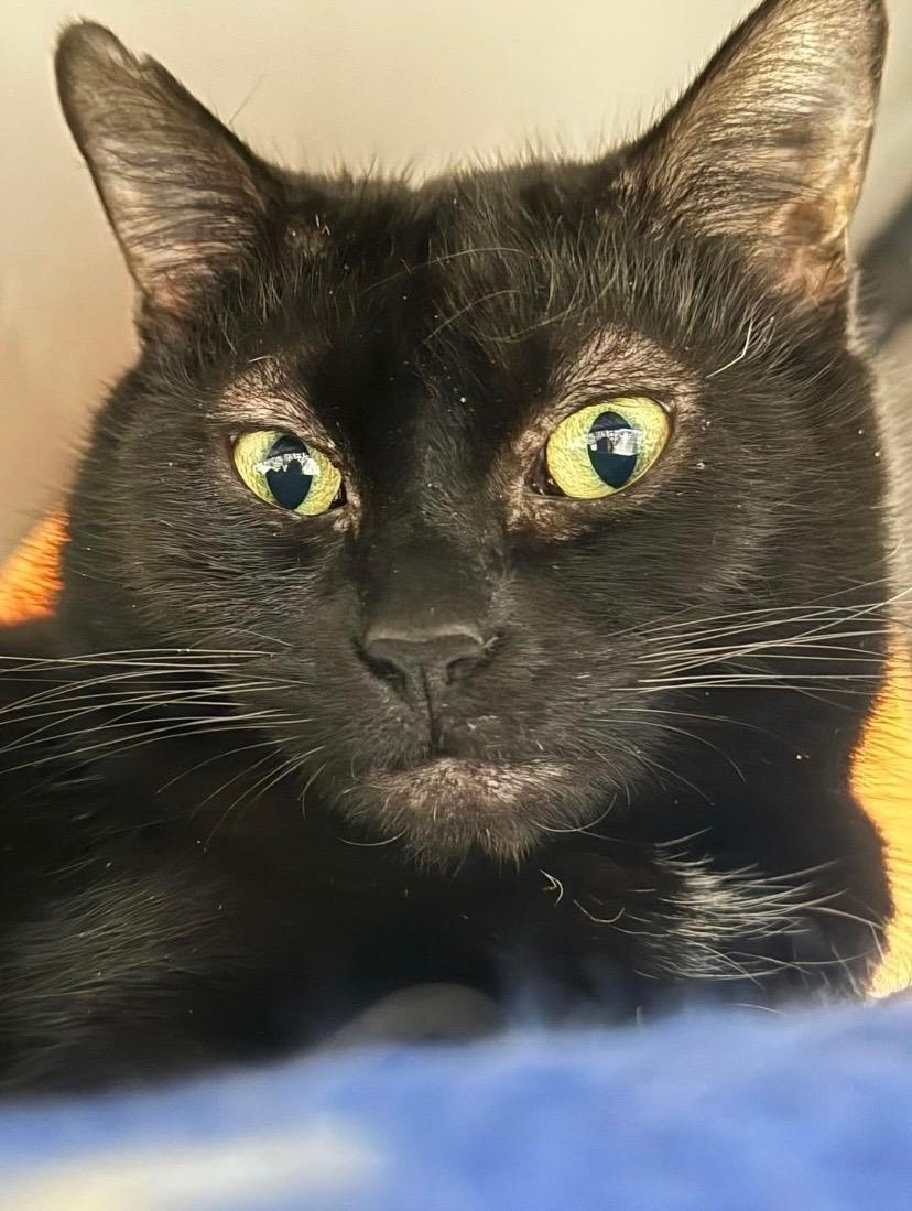 Enlarge Queen Starkiss @ Family Farm & Home in Flat Rock, a Adoptable mixed breed in Wyandotte, MI image 5/6