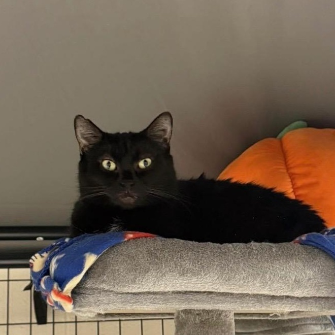 Enlarge Queen Starkiss @ Family Farm & Home in Flat Rock, a Adoptable mixed breed in Wyandotte, MI image 2/6