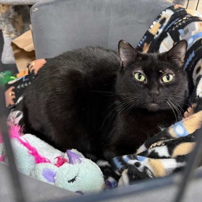 Enlarge Queen Starkiss @ Family Farm & Home in Flat Rock, a Adoptable mixed breed in Wyandotte, MI image 1/6