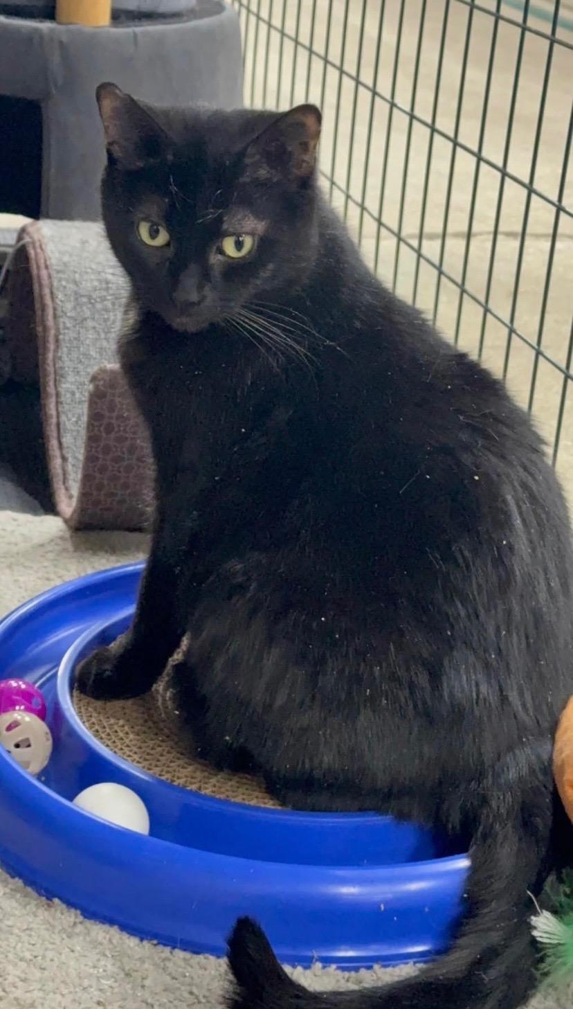 Enlarge Queen Starkiss @ Family Farm & Home in Flat Rock, a Adoptable mixed breed in Wyandotte, MI image 4/6