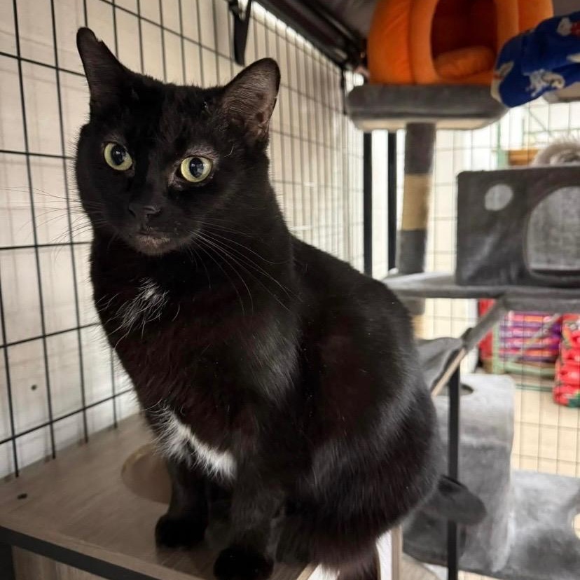 Enlarge Queen Starkiss @ Family Farm & Home in Flat Rock, a Adoptable mixed breed in Wyandotte, MI image 3/6