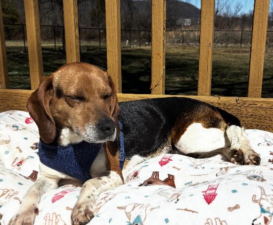 Enlarge Haley, a ADOPTABLE Beagle in Lexington, MA image 3/4