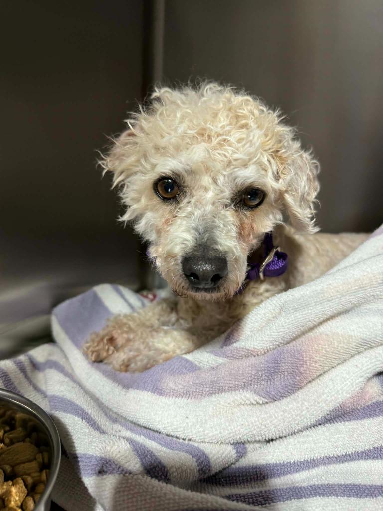 Mary Poppins $550 *Miniature*, Adoptable, Adult Female Poodle.