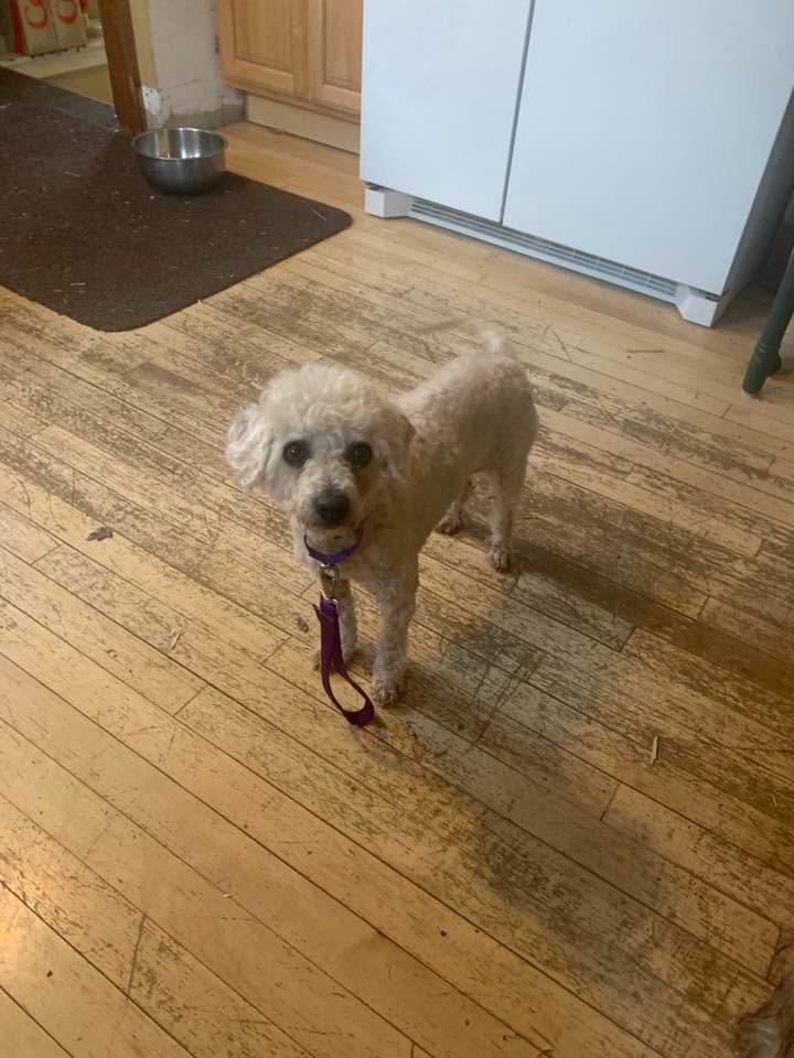Enlarge Mary Poppins $550 *Miniature*, a Adoptable Poodle in Milwaukee, WI image 2/5