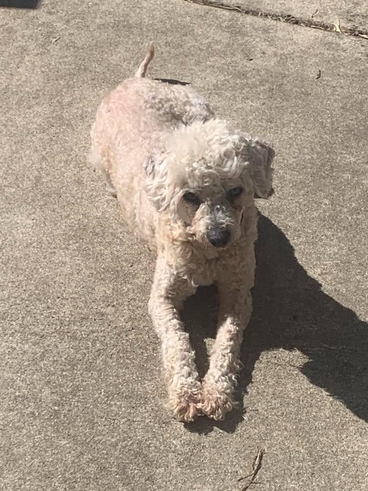 Enlarge Mary Poppins $550 *Miniature*, a Adoptable Poodle in Milwaukee, WI image 3/5