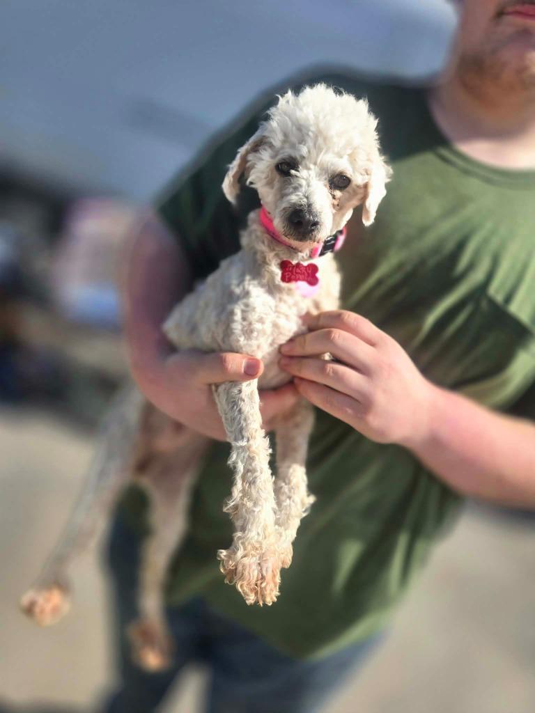 Enlarge Mary Poppins $550 *Miniature*, a Adoptable Poodle in Milwaukee, WI image 4/5