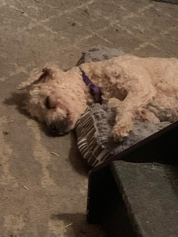 Enlarge Mary Poppins $550 *Miniature*, a Adoptable Poodle in Milwaukee, WI image 5/5