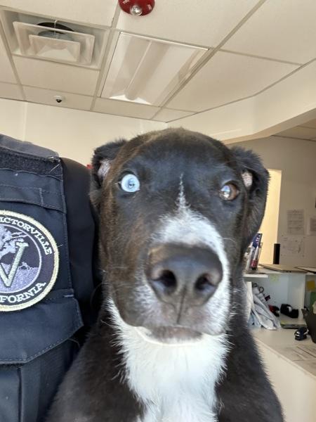 Enlarge Mando, a Adoptable mixed breed in Victorville, CA image 1/1