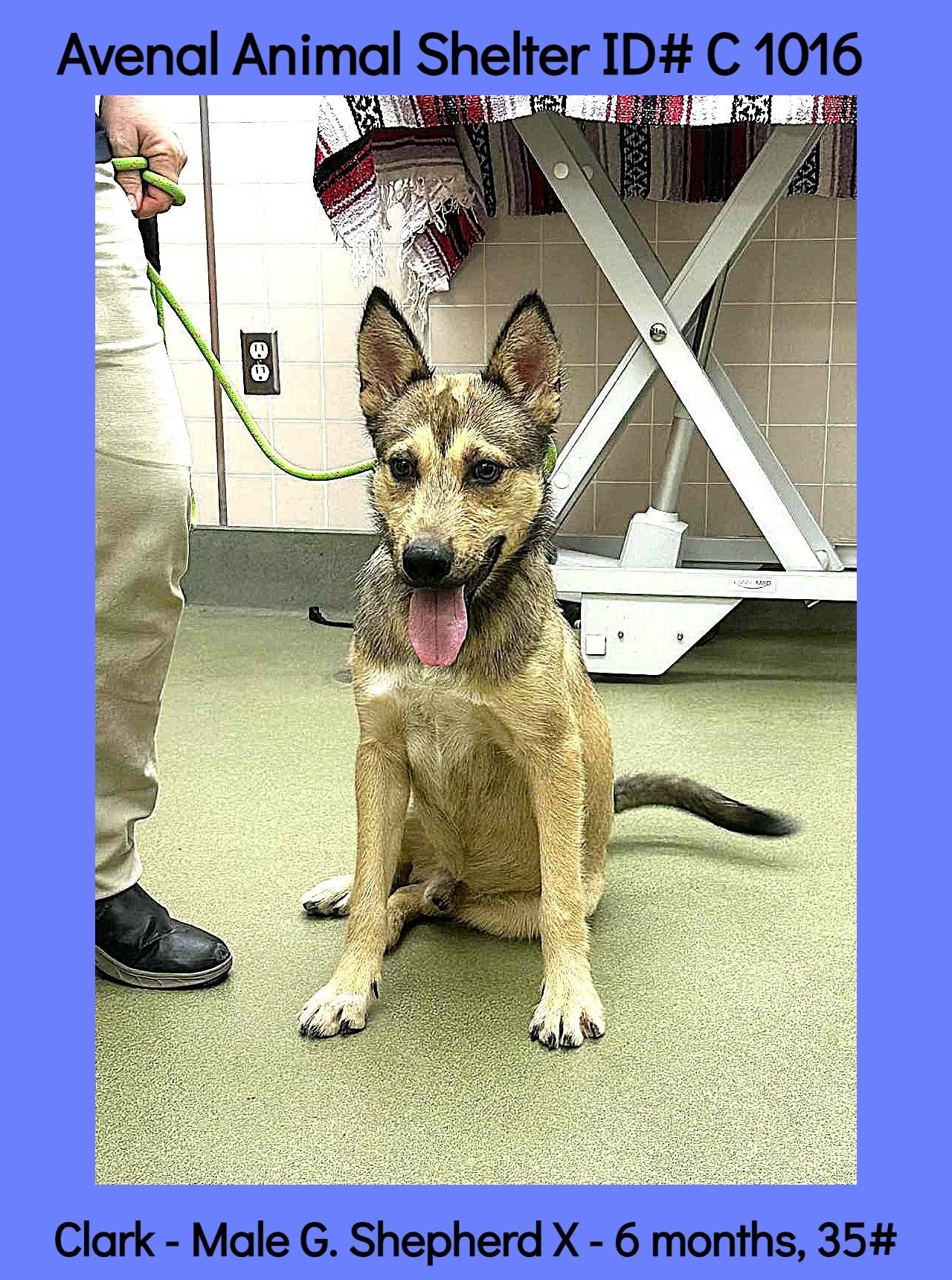 Enlarge Clark, a ADOPTABLE mixed breed in Avenal, CA image 1/1