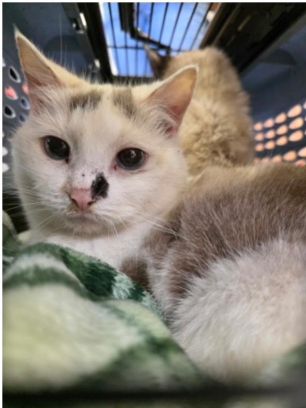 Prissy, ADOPTABLE, Senior Female Domestic Short Hair.