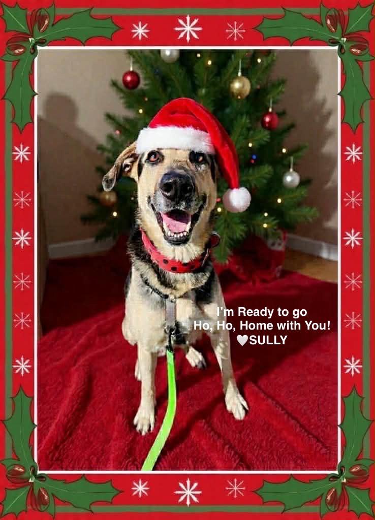 Sully, Adoptable, Young Male German Shepherd Dog.