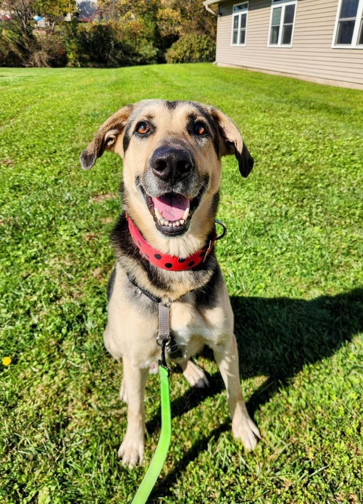 Enlarge Sully, a Adoptable German Shepherd Dog in Liverpool, NY image 1/5