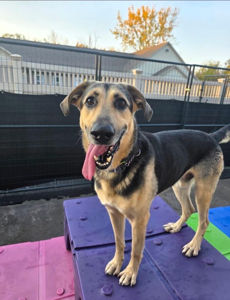 Sully, Adoptable, Young Male German Shepherd Dog.