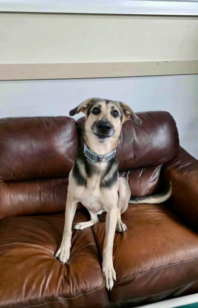 Enlarge Sully, a Adoptable German Shepherd Dog in Liverpool, NY image 2/4