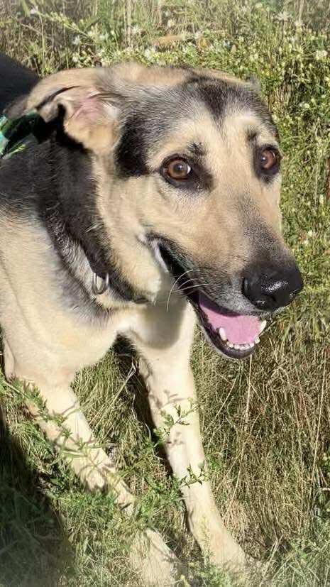 Enlarge Sully, a Adoptable German Shepherd Dog in Liverpool, NY image 3/4