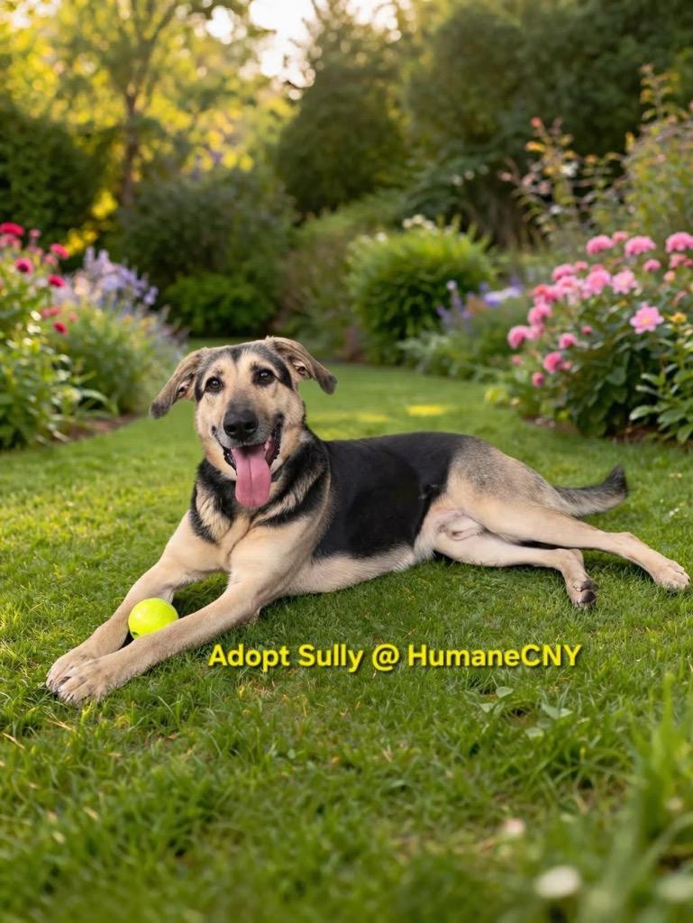 Enlarge Sully, a Adoptable German Shepherd Dog in Liverpool, NY image 5/5
