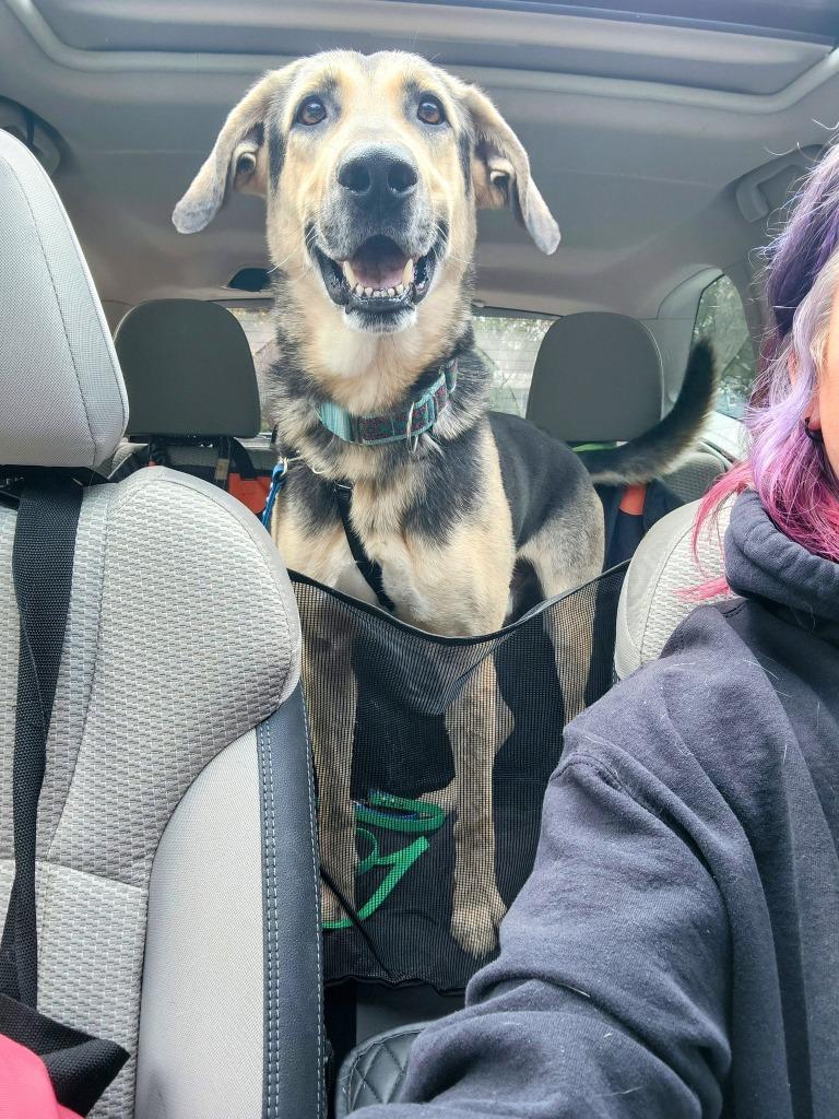 Enlarge Sully, a Adoptable German Shepherd Dog in Liverpool, NY image 4/4