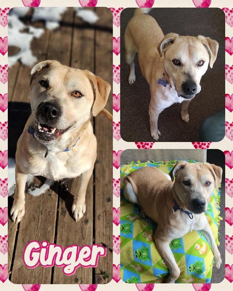 Enlarge Ginger, a Adoptable mixed breed in Lancaster, NY image 1/1
