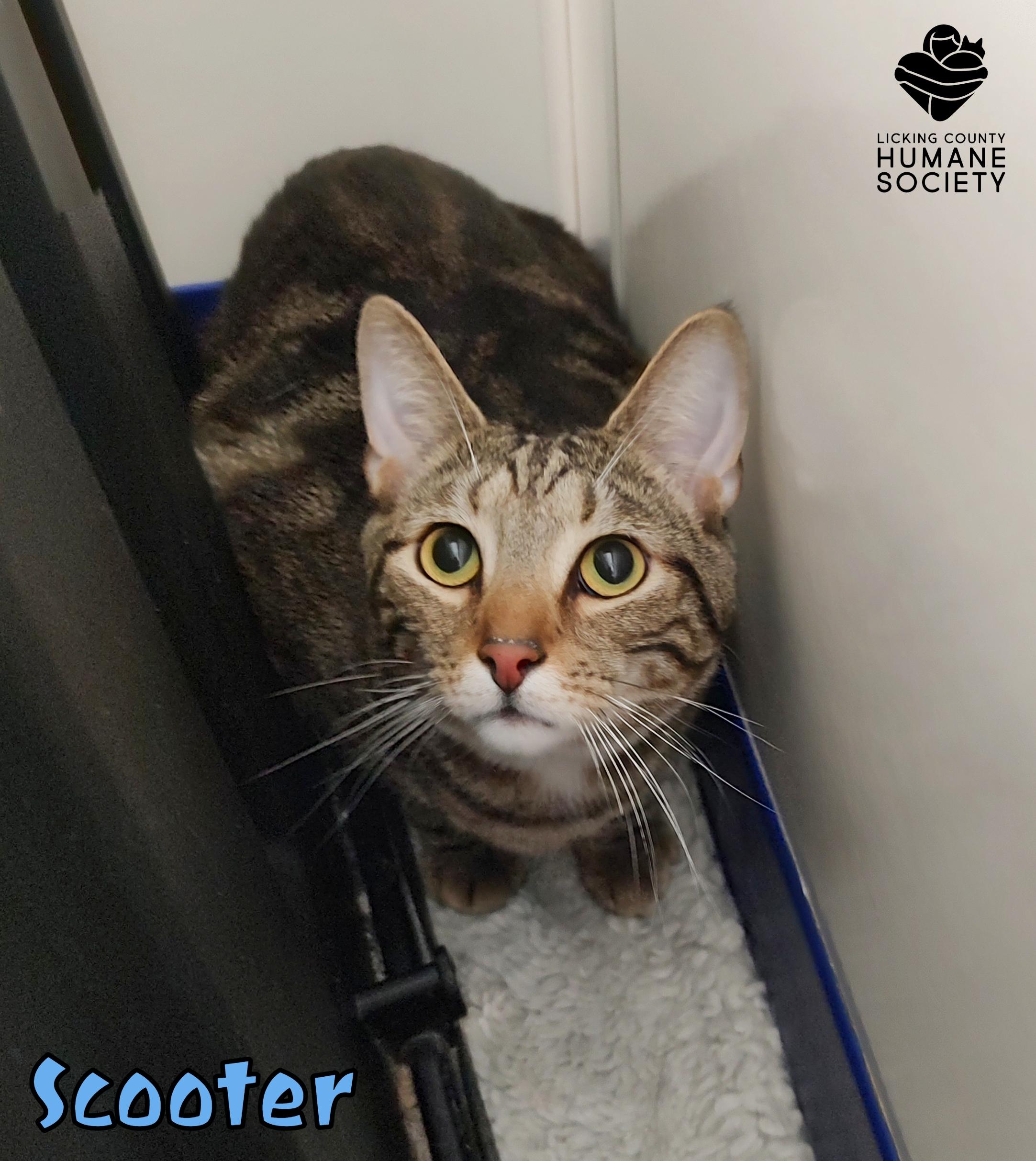 Enlarge Scooter, a Adoptable Domestic Short Hair in Heath, OH image 1/1