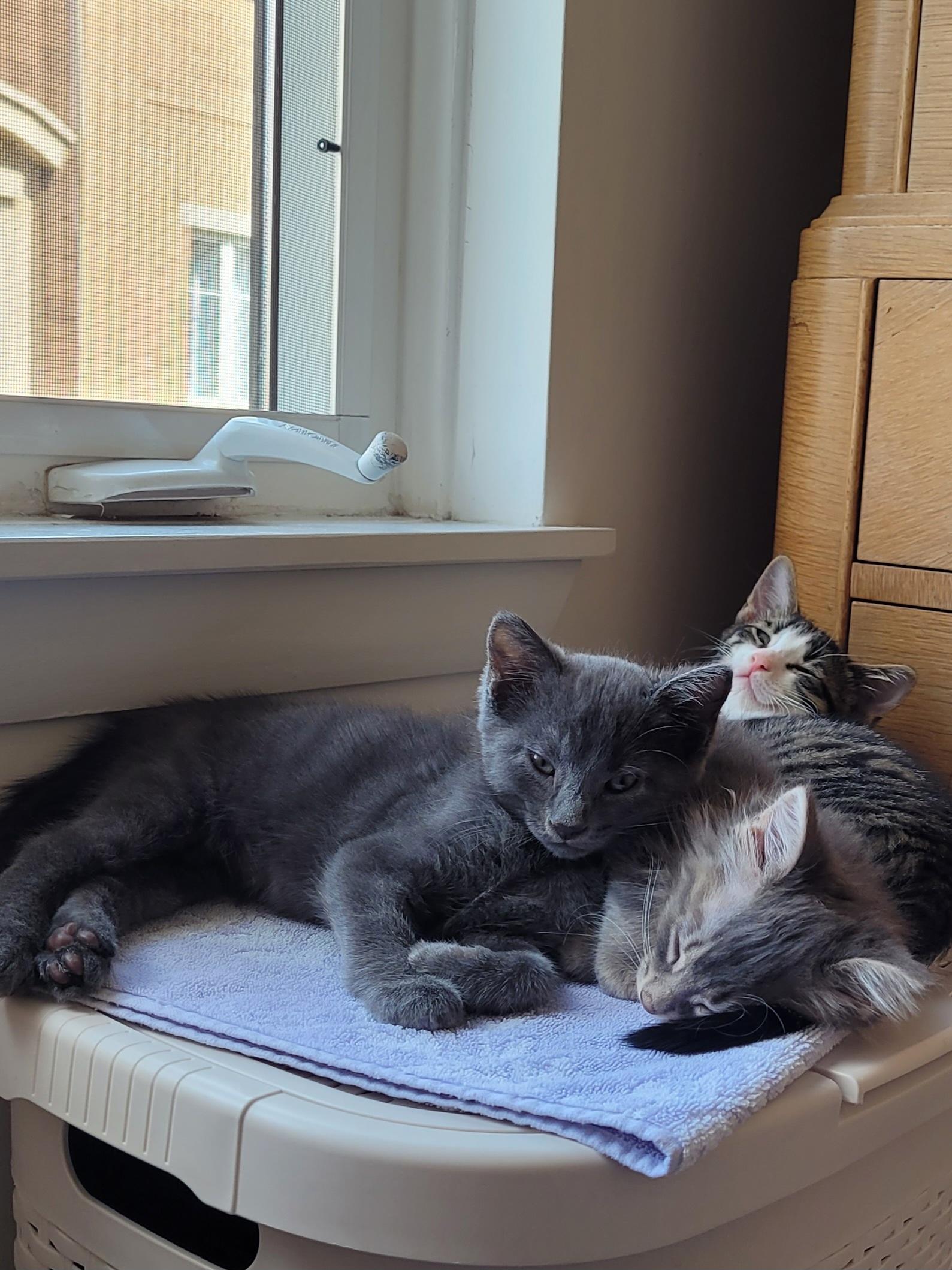 Enlarge Slate, an adopted Domestic Short Hair in Mississauga, ON image 4/5