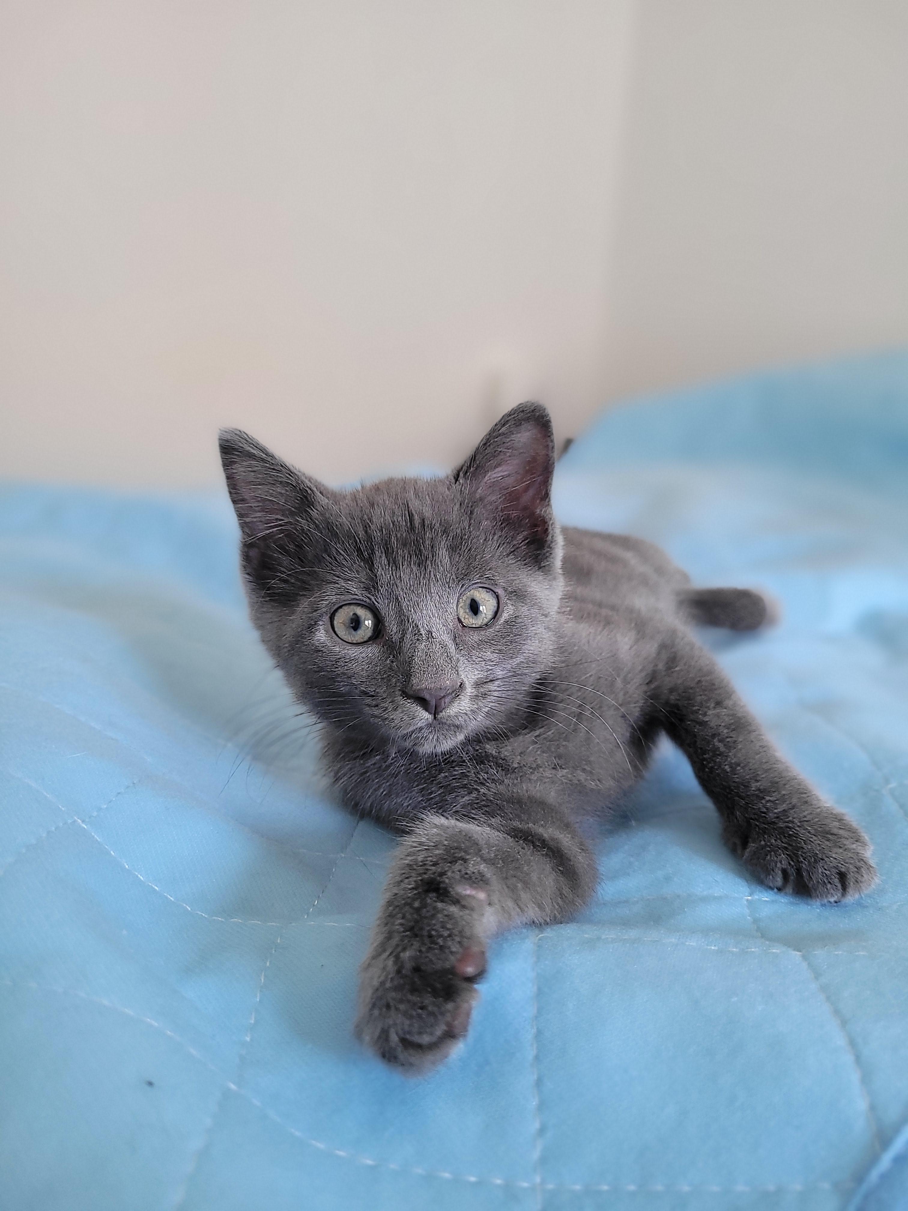 Enlarge Slate, an adopted Domestic Short Hair in Mississauga, ON image 3/5